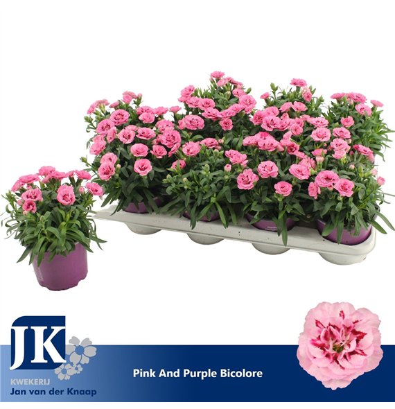 Dianthus oscar pink and purple P12 Pink Purple Bicolor TST1 pp 22cm 12cm Q1305
