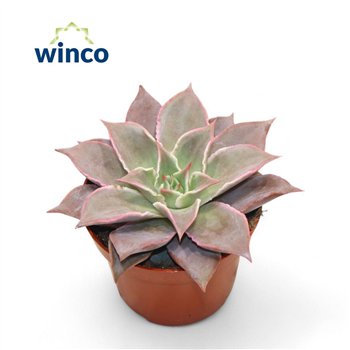 Echeveria Madibaoverige fl 15cm 10.5cm Q1645