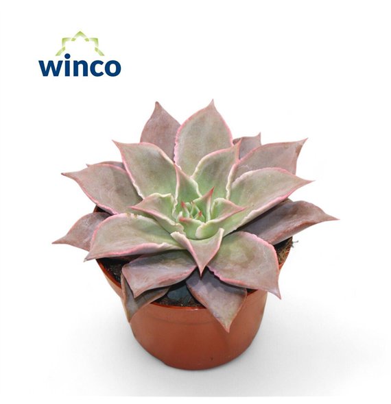 Echeveria Madibaoverige fl 15cm 10.5cm Q1645