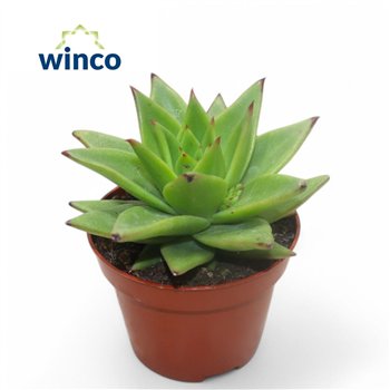 Echeveria Lipstick1 fl 10cm 10.5cm Q1663