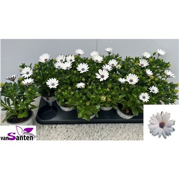 Osteospermum Osteo Marg White 23cm 10.5cm Q1833