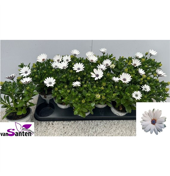 Osteospermum Osteo Marg White 23cm 10.5cm Q1833