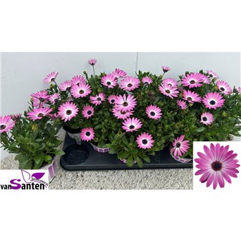 Osteospermum Osteo Marg Pink Eye 21cm 10.5cm Q1834
