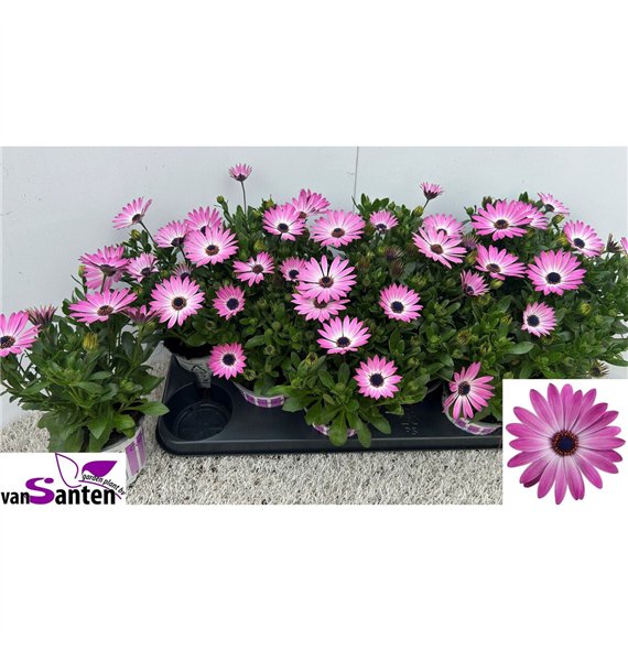 Osteospermum Osteo Marg Pink Eye 21cm 10.5cm Q1834