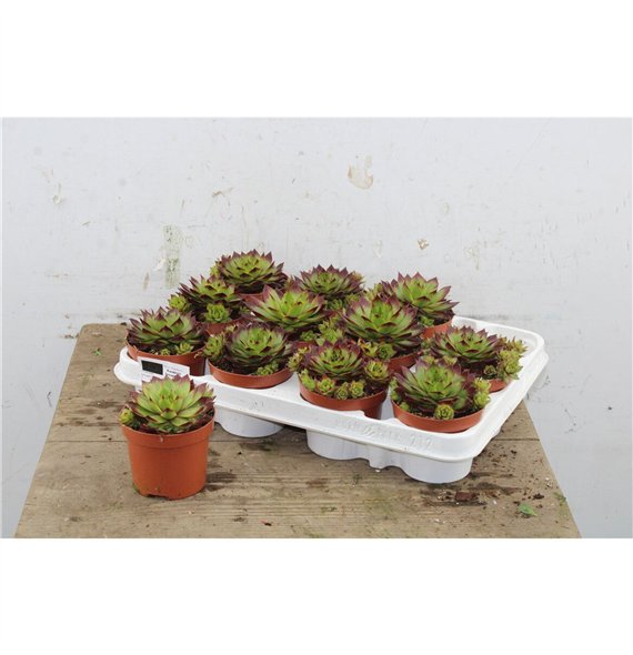 Sempervivum Stockholm 13cm 9cm Q1843