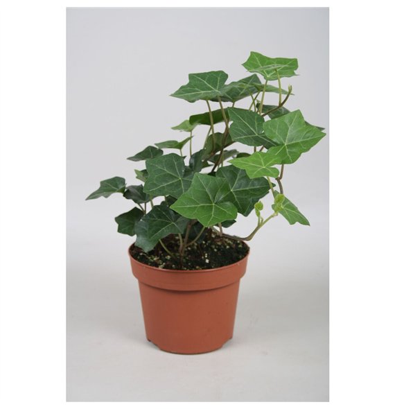 Hedera hibernica Hibernica7 pp 20cm 13cm Q1877