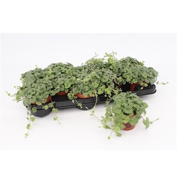 Nepeta Hederacea1 pp 10cm 10.5cm Q1926