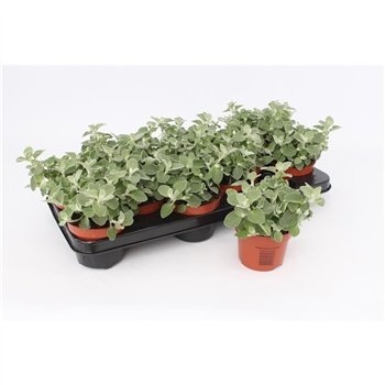 Helichrysum petiolare Petiolare1 pp 17cm 10.5cm Q1962