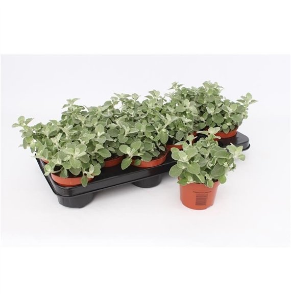 Helichrysum petiolare Petiolare1 pp 17cm 10.5cm Q1962