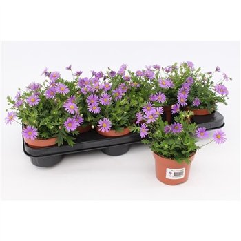 Brachyscome Brachicome Brasco1 pp 15cm 10.5cm Q1963