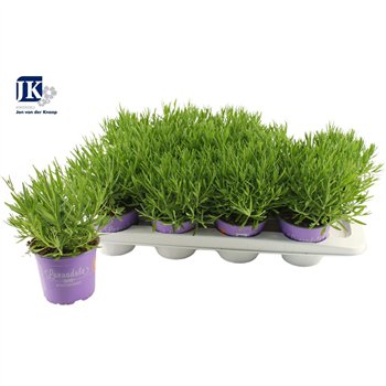 Lavandula angustifolia essence purple Essence Purple 28cm 12cm Q1966