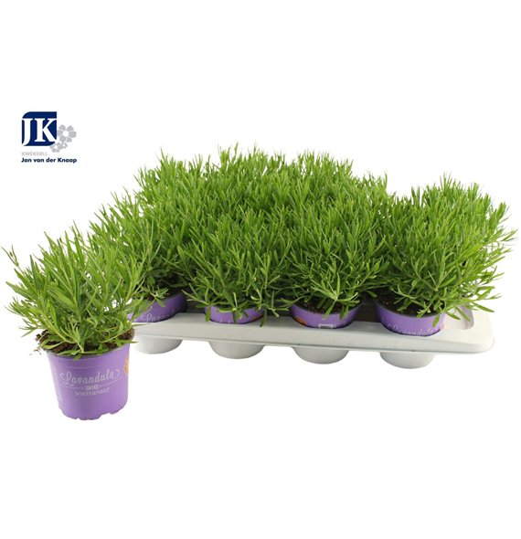 Lavandula angustifolia essence purple Essence Purple 28cm 12cm Q1966