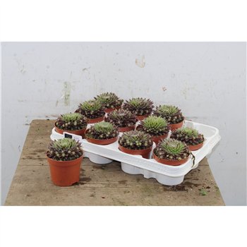 Sempervivum Lyon 14cm 9cm Q1975