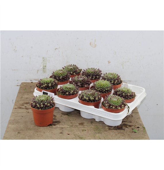 Sempervivum Lyon 14cm 9cm Q1975