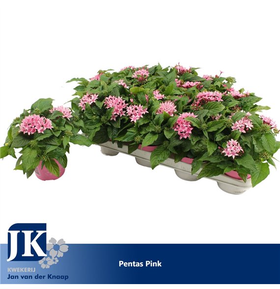 Pentas lanceolata graffiti pink Pink 20cm 12cm Q2007