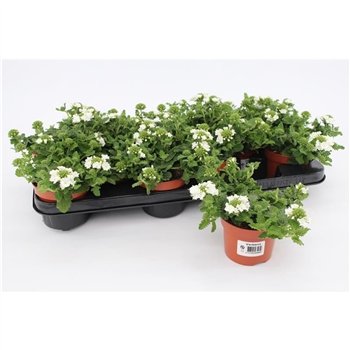 Verbena aztec white magic White1 pp 15cm 10.5cm Q2035