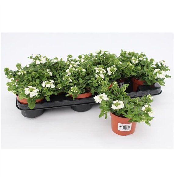 Verbena aztec white magic White1 pp 15cm 10.5cm Q2035