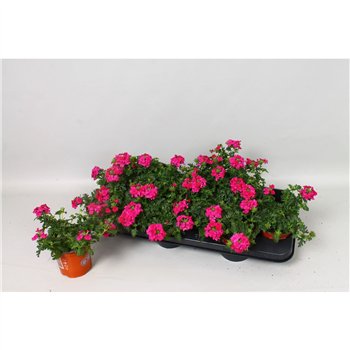 Verbena magelana magic rose Magelana Rose 15cm 10.5cm Q2036