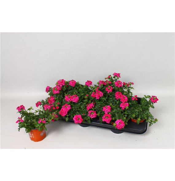 Verbena magelana magic rose Magelana Rose 15cm 10.5cm Q2036