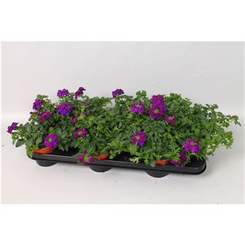 Verbena magelana dark blue Magelana Violet 20cm 10.5cm Q2037