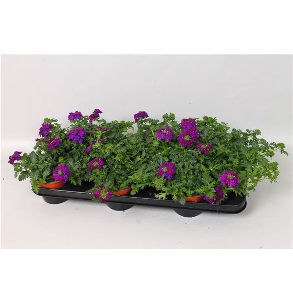 Verbena magelana dark blue Magelana Violet 20cm 10.5cm Q2037