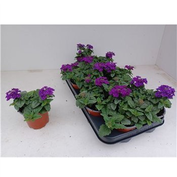 Verbena Purple 15cm 10cm Q2038