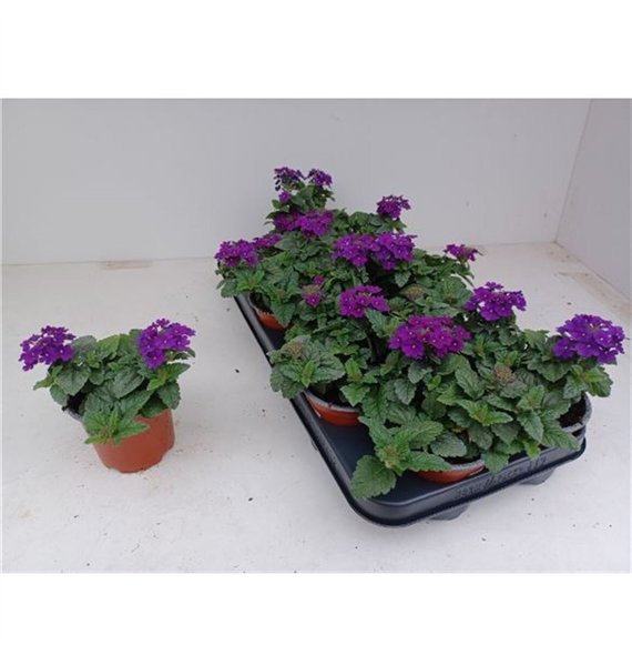 Verbena Purple 15cm 10cm Q2038