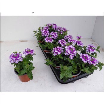 Verbena Lilac 22cm 10cm Q2039
