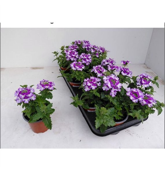 Verbena Lilac 22cm 10cm Q2039