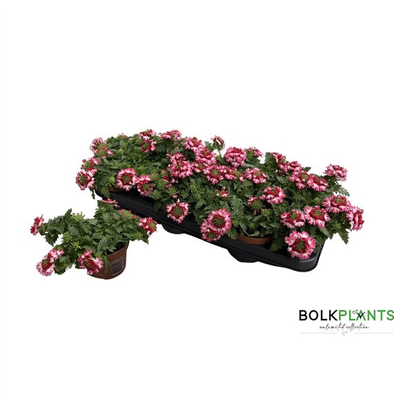 Verbena drums red shades Red Shade 17cm 10.5cm Q2040