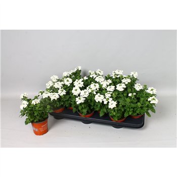 Verbena blues white 20cm 10.5cm Q2041