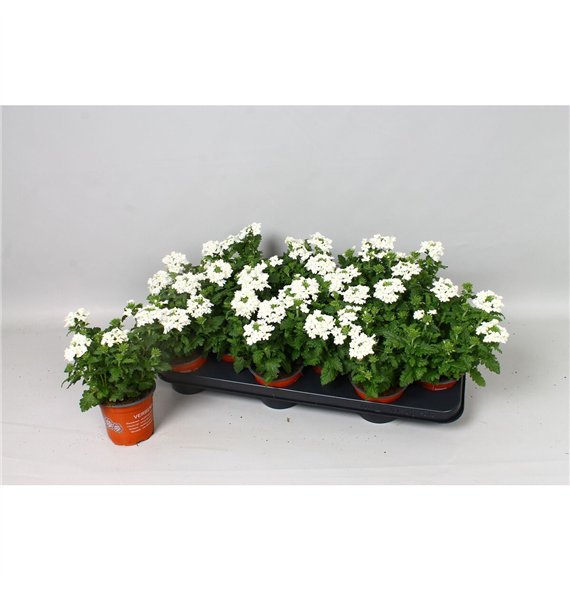 Verbena blues white 20cm 10.5cm Q2041