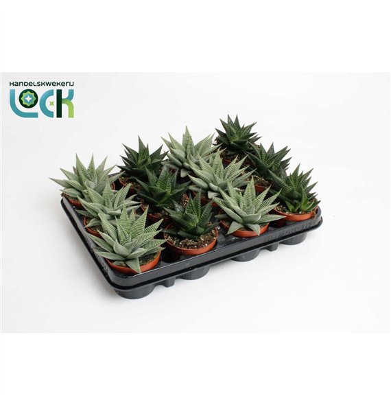 Haworthia Special mix 15cm 8.5cm Q2043