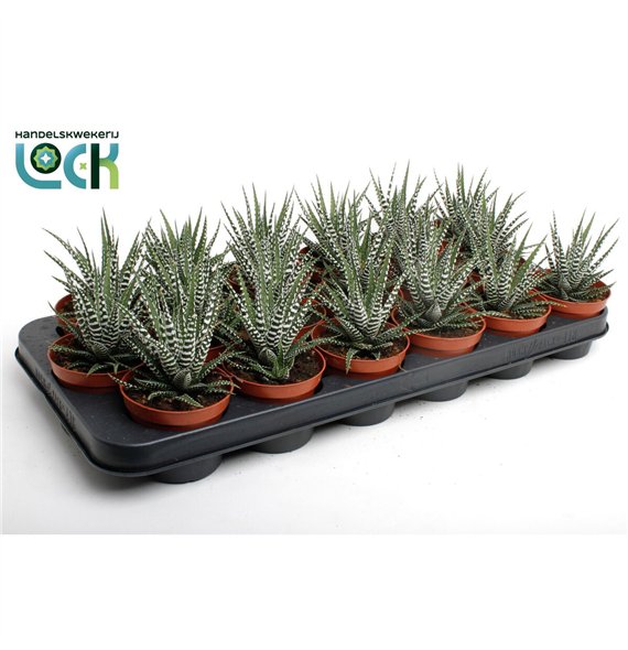 Haworthia fasciata big band Big Band 10cm 8.5cm Q2055