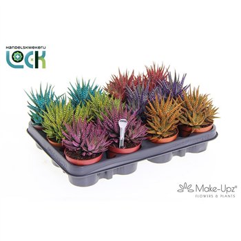 Haworthia fasciata big band Big mix 10cm 8.5cm Q2056