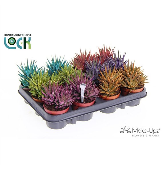 Haworthia fasciata big band Big mix 10cm 8.5cm Q2056