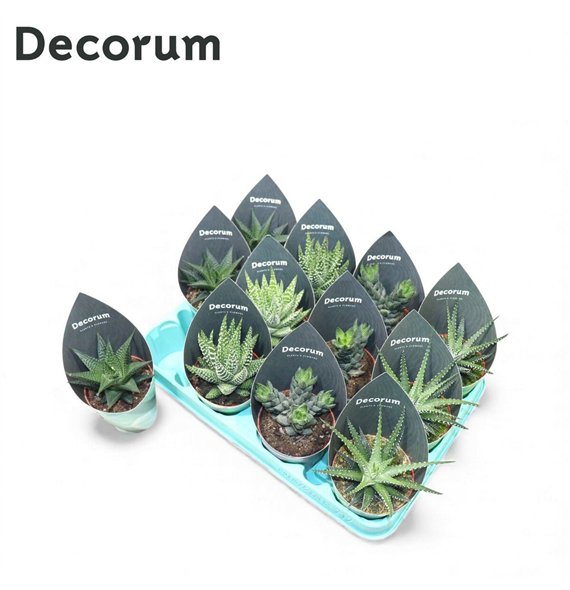 Haworthia mix Mix (4spc ) (decorum)12 12cm 8.5cm Q2057