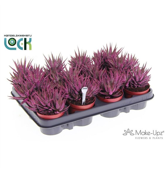 Haworthia fasciata big band Make Upz Roze 12cm 8.5cm Q2059