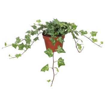 Hedera helix kolibri Kolibri30 - 34 cm 9 pp 30cm 13cm Q2063