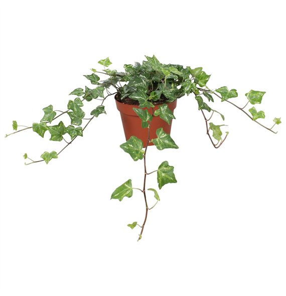 Hedera helix kolibri Kolibri30 - 34 cm 9 pp 30cm 13cm Q2063