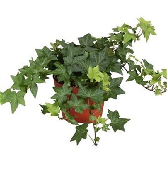 Hedera brigitte helix Brigitte30 - 34 cm 9 pp 30cm 13cm Q2064
