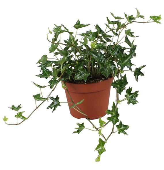 Hedera ivalace helix Ivalace30 - 34 cm 9 pp 30cm 13cm Q2065