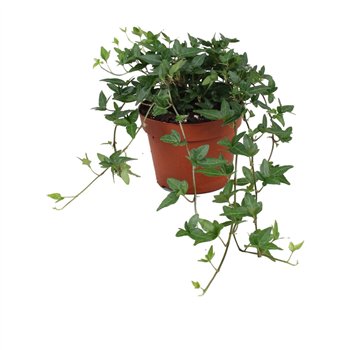Hedera helix shamrock Shamrock30 - 34 cm 9 pp 20cm 13cm Q2069