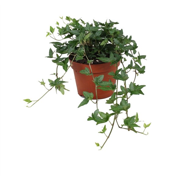 Hedera helix shamrock Shamrock30 - 34 cm 9 pp 20cm 13cm Q2069