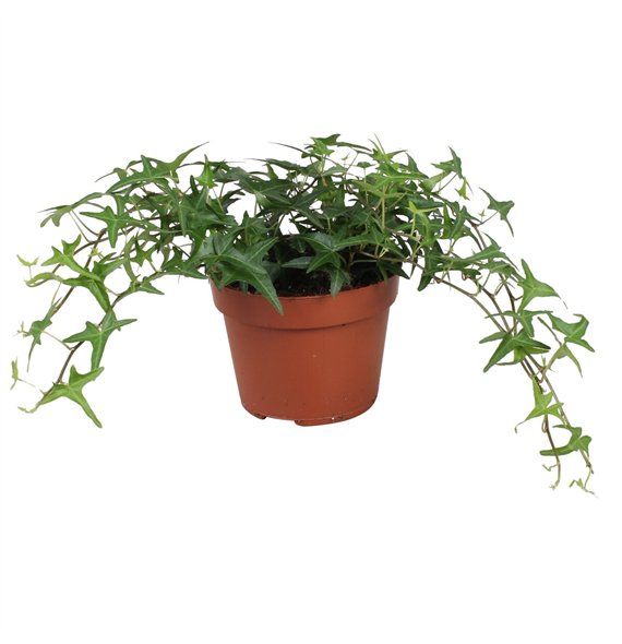 Hedera tres coupe helix Sagittaefolia30 - 34 cm 9 pp 30cm 13cm Q2080