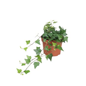 Hedera lady kay helix Lady Kay30 - 34 cm 9 pp 30cm 13cm Q2081