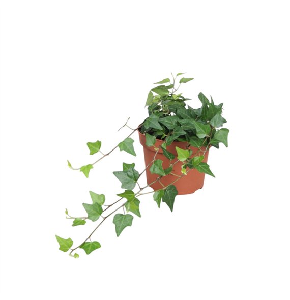 Hedera lady kay helix Lady Kay30 - 34 cm 9 pp 30cm 13cm Q2081