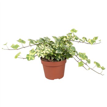 Hedera helix golden kolibri Golden Kolibri30 - 34 cm 9 pp 30cm 13cm Q2089