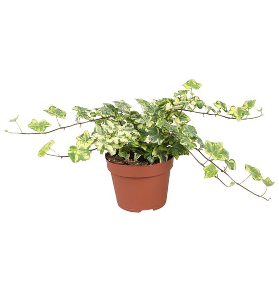 Hedera helix golden kolibri Golden Kolibri30 - 34 cm 9 pp 30cm 13cm Q2089