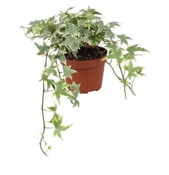 Hedera helix yellow ripple Yellow Ripple30 - 34 cm 9 pp 30cm 13cm Q2095